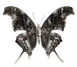 Slava Filippov: The butterfly effect