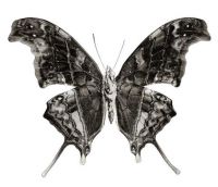 Фотограф Слава Филиппов представил выставку «Эффект бабочки»